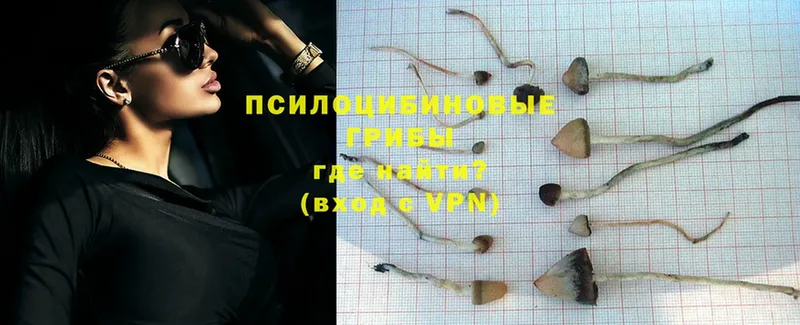 Галлюциногенные грибы Psilocybe  где можно купить   Изобильный 